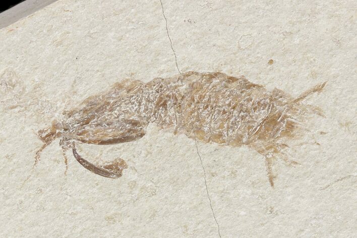 Fossil Mantis Shrimp (Sculda syriaca) - Lebanon #48537